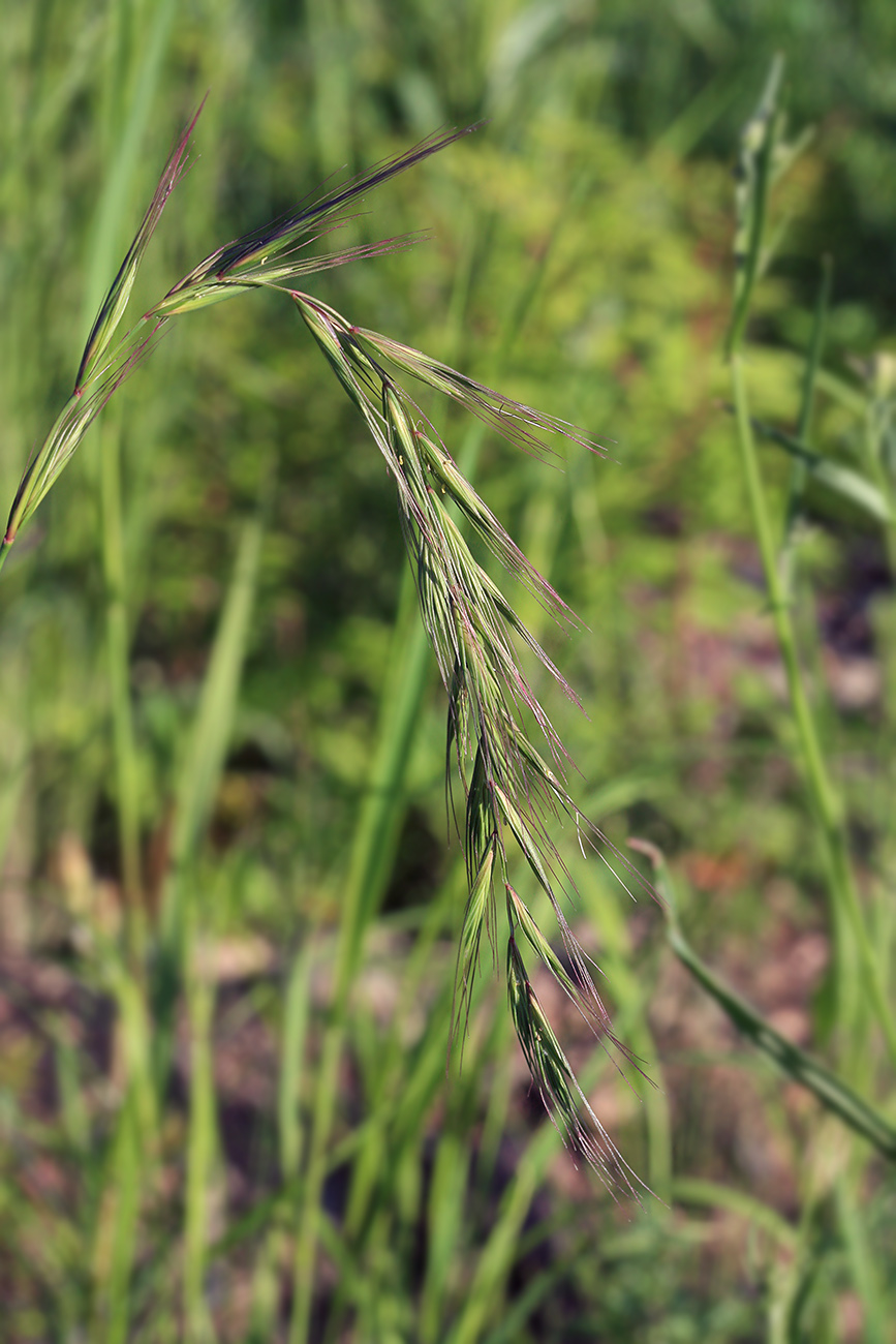 Изображение особи Elymus sibiricus.