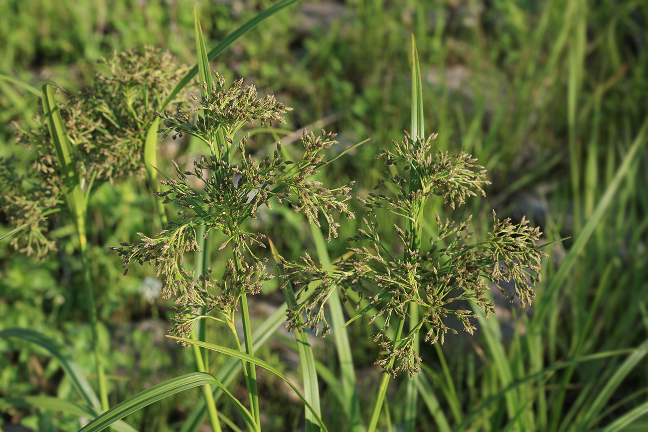 Изображение особи Scirpus orientalis.