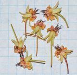 Theobroma cacao