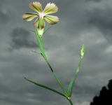 Dianthus pallens. Верхушка цветущего растения. Ставропольский край, окр. г. Кисловодск, Берёзовское ущелье, луг на склоне ущелья. 15.09.2018.