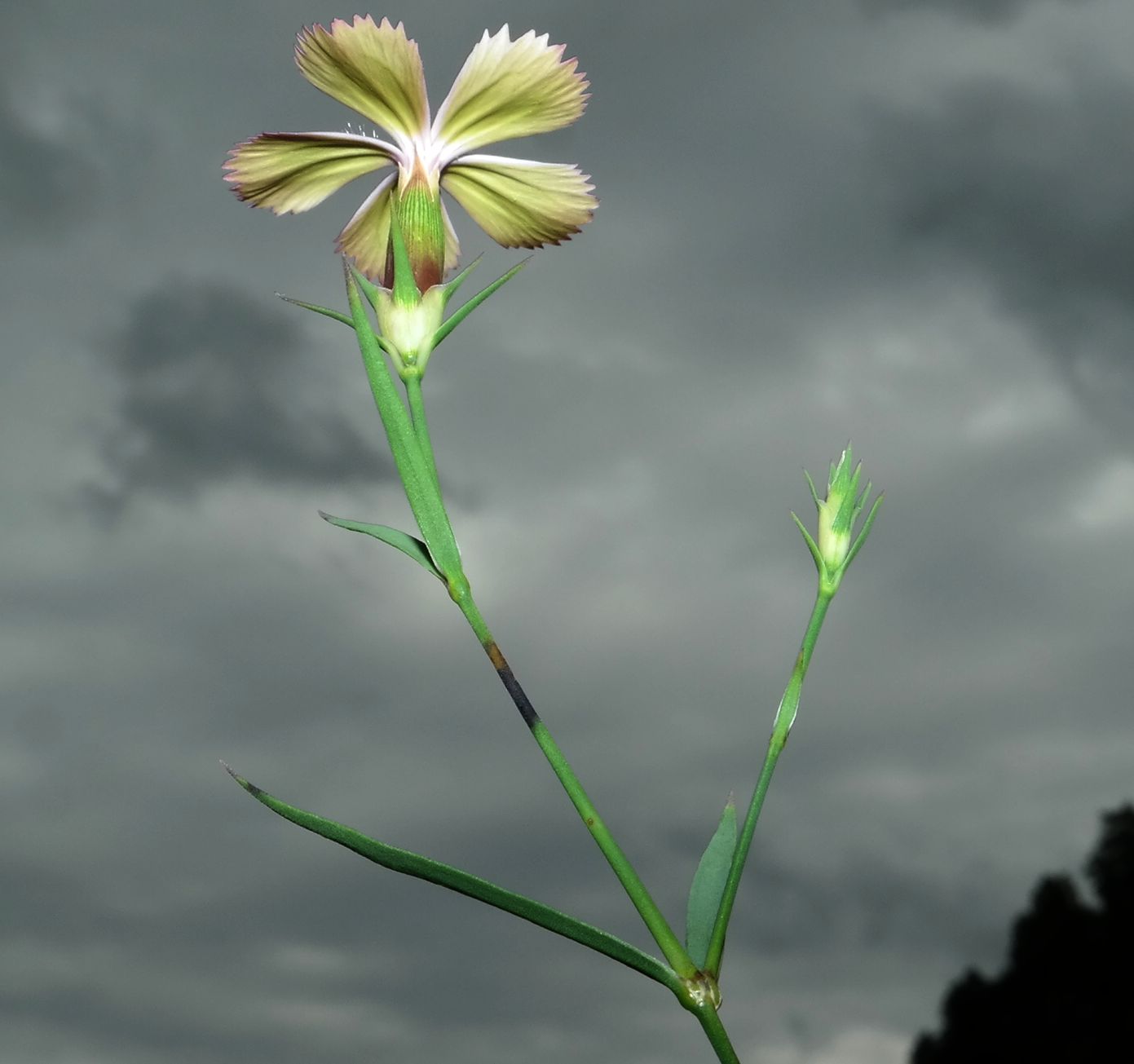 Image of Dianthus pallens specimen.