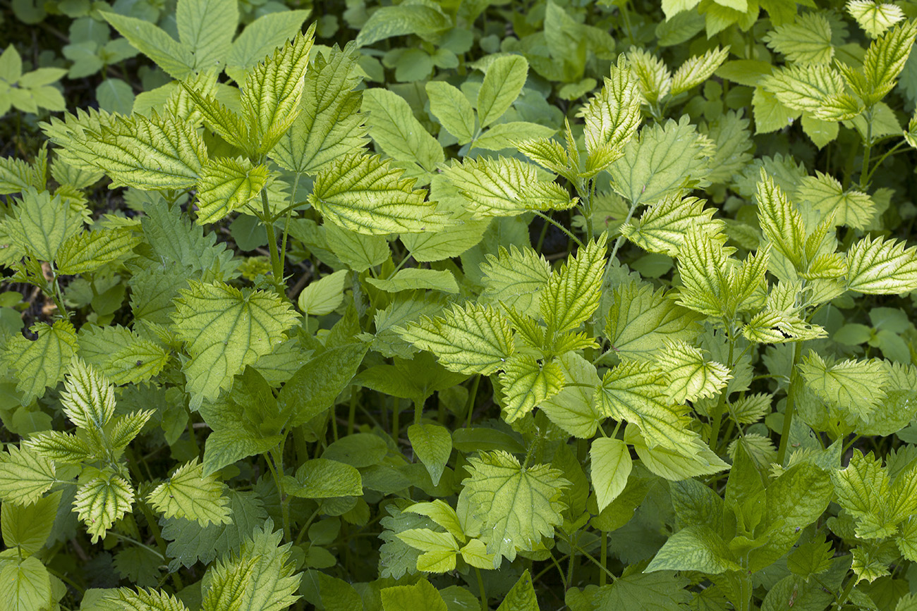 Image of Urtica dioica specimen.