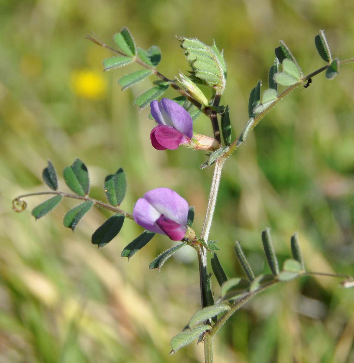 Изображение особи Vicia cordata.