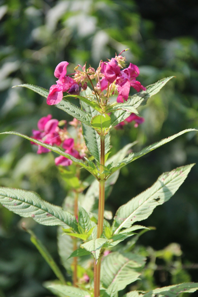 Image of Impatiens glandulifera specimen.