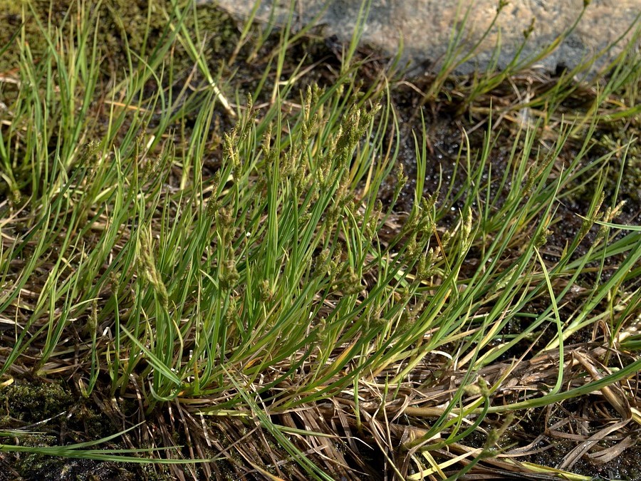 Изображение особи Carex mackenziei.