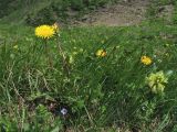 Taraxacum nigricans. Цветущие растения. Украина, Закарпатская обл., Раховский р-н, хр. Свидовец, ≈ 1800 м н.у.м., альпийский луг. 2 июля 2010 г.