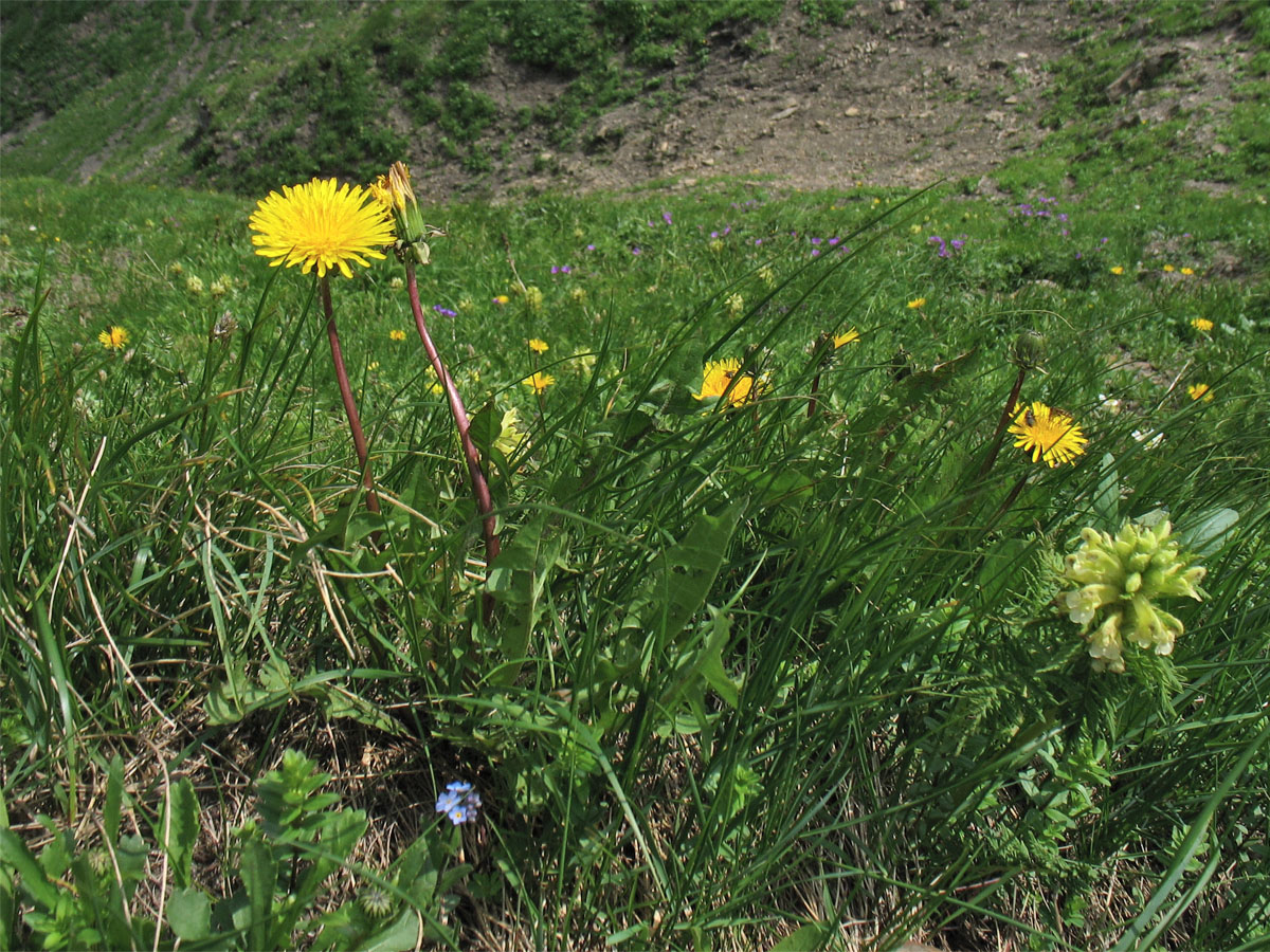 Image of Taraxacum nigricans specimen.