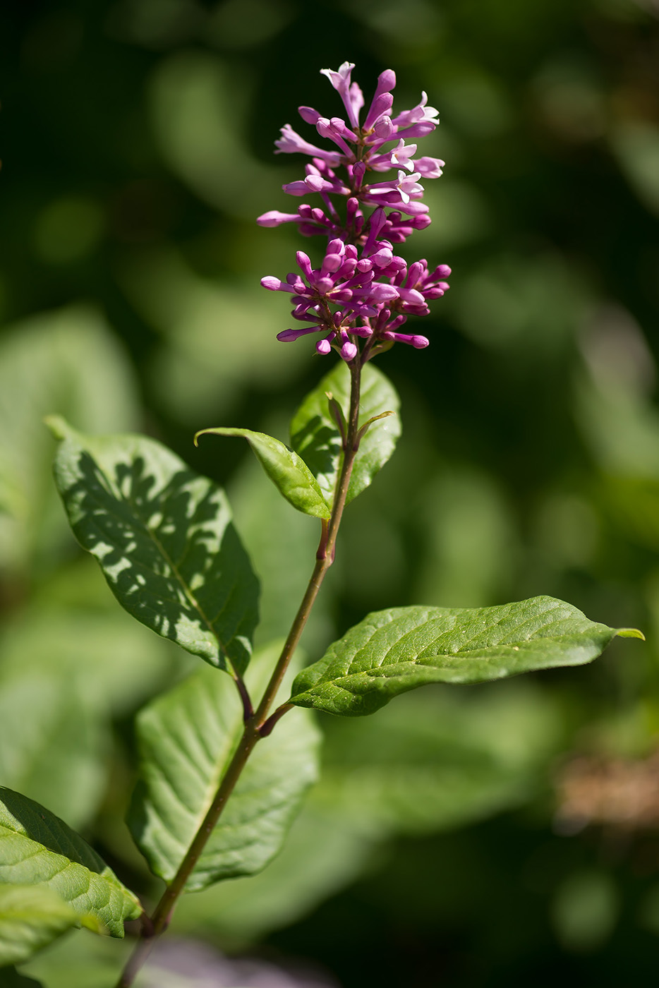 Image of Syringa josikaea specimen.