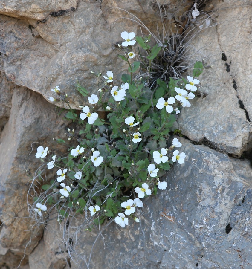 Изображение особи Arabis caucasica.