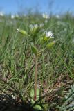 Cerastium syvaschicum. Цветущее растение с завязавшимся плодом. Крым, Советский р-н, 8 км к северу от пос. Дмитровка, побережье залива Сиваш на границе заказника \"Присивашский\", галофитный луг. 21 апреля 2019 г.