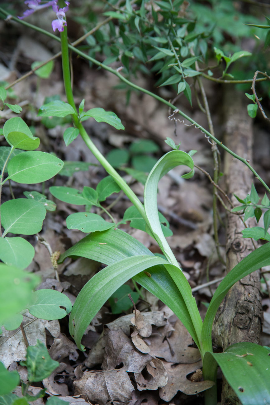 Изображение особи Orchis mascula.