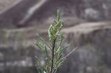 genus Tamarix. Верхушка ветки с листьями. Турция, ил Ыгдыр, глиняный берег огромной образовавшейся после таяния снега лужи. 18.04.2018.