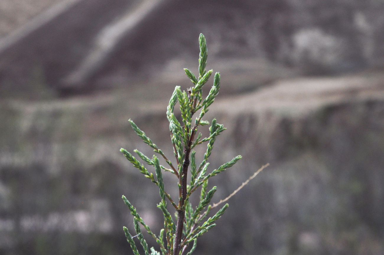 Image of genus Tamarix specimen.