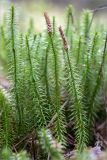 Lycopodium annotinum. Побеги со стробилами. Тверская обл., Весьегонский р-н, окр. дер. Противье, берег Рыбинского вдхр., зеленомошный сосновый лес с участием Juniperus communis и Betula. 07.05.2019.