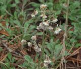 Antennaria dioica. Соцветие. Владимирская обл., Судогодский р-н, окр. дер. Митино, сосновый лес. 15.06.2019.