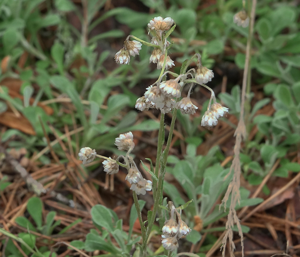 Изображение особи Antennaria dioica.