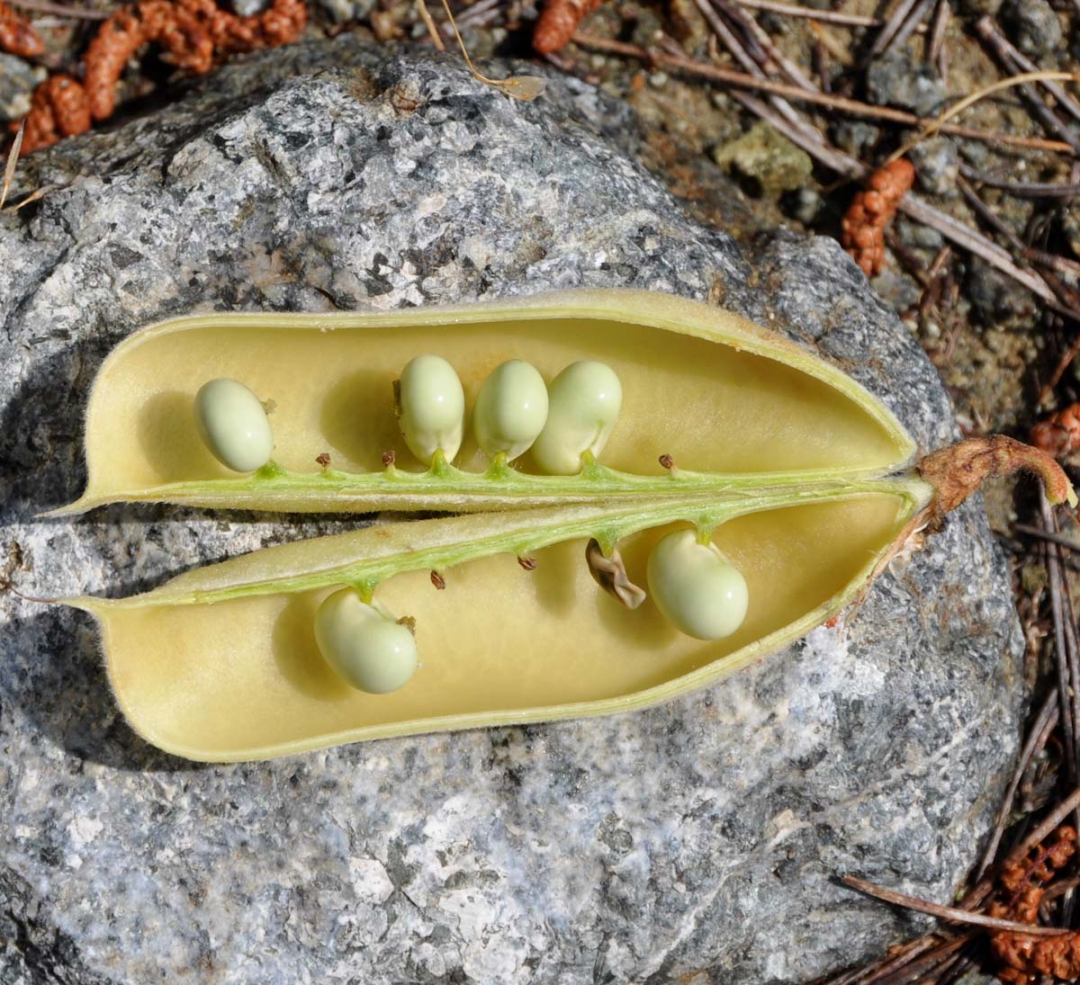 Image of Erophaca baetica ssp. orientalis specimen.