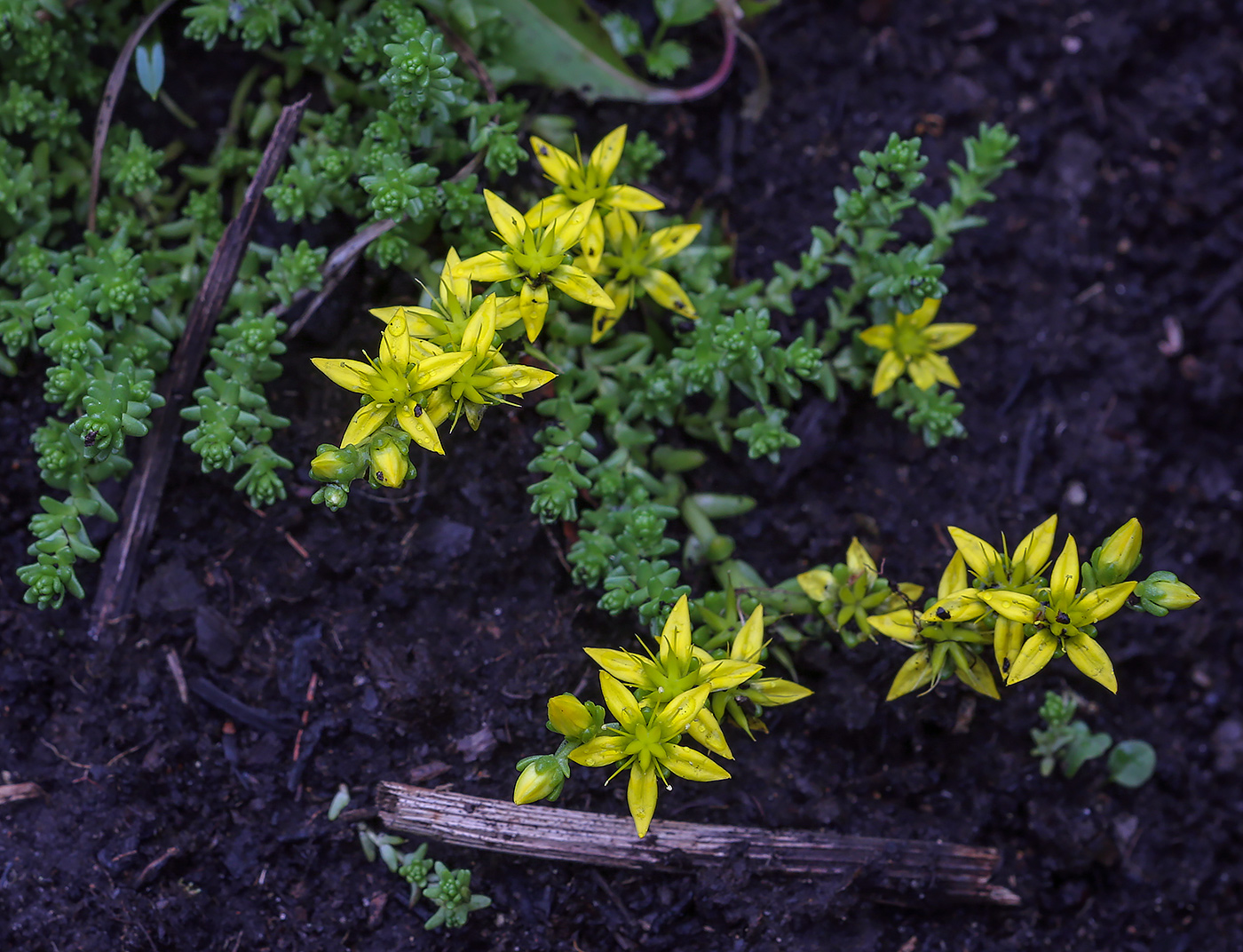 Image of Sedum acre specimen.