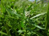 Achillea septentrionalis