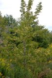 Acer negundo