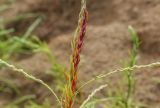 Corispermum declinatum