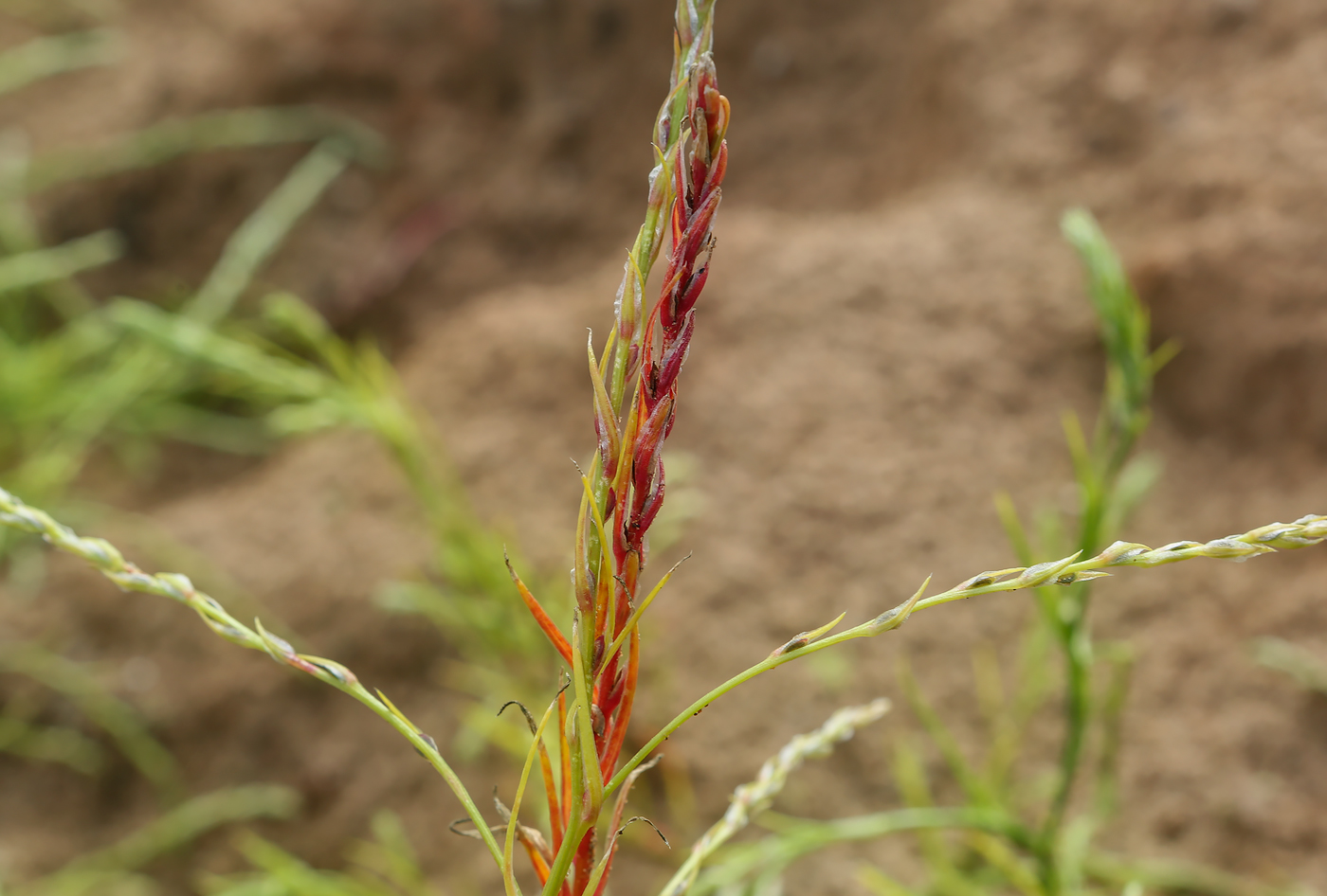 Изображение особи Corispermum declinatum.