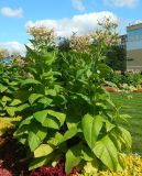 Nicotiana tabacum. Цветущие растения. Москва, парк Коломенское, в культуре. Август 2019 г.