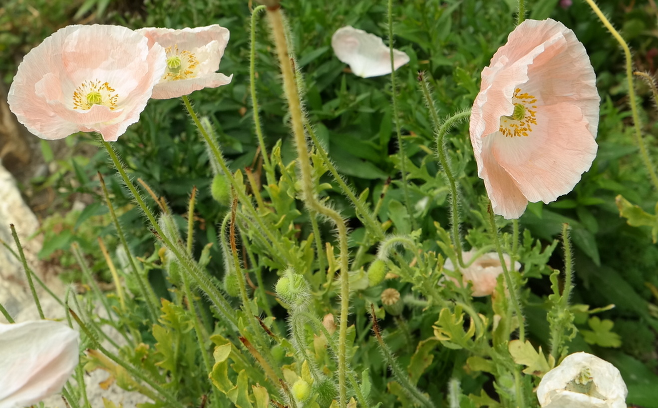 Изображение особи Papaver rhoeas.