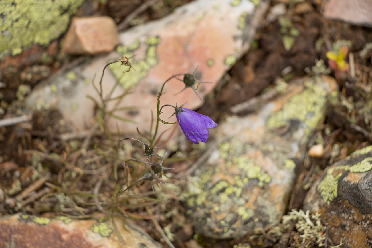 Image of Campanula rotundifolia specimen.