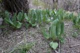 Ligularia heterophylla. Вегетирующие растения. Кыргызстан, Чуйская обл., каньон Конорчек, прав. берег р. Конорчек до впадения р. Кокжарсу, ≈ 1700 м н.у.м., пойменная роща. 04.05.2019.