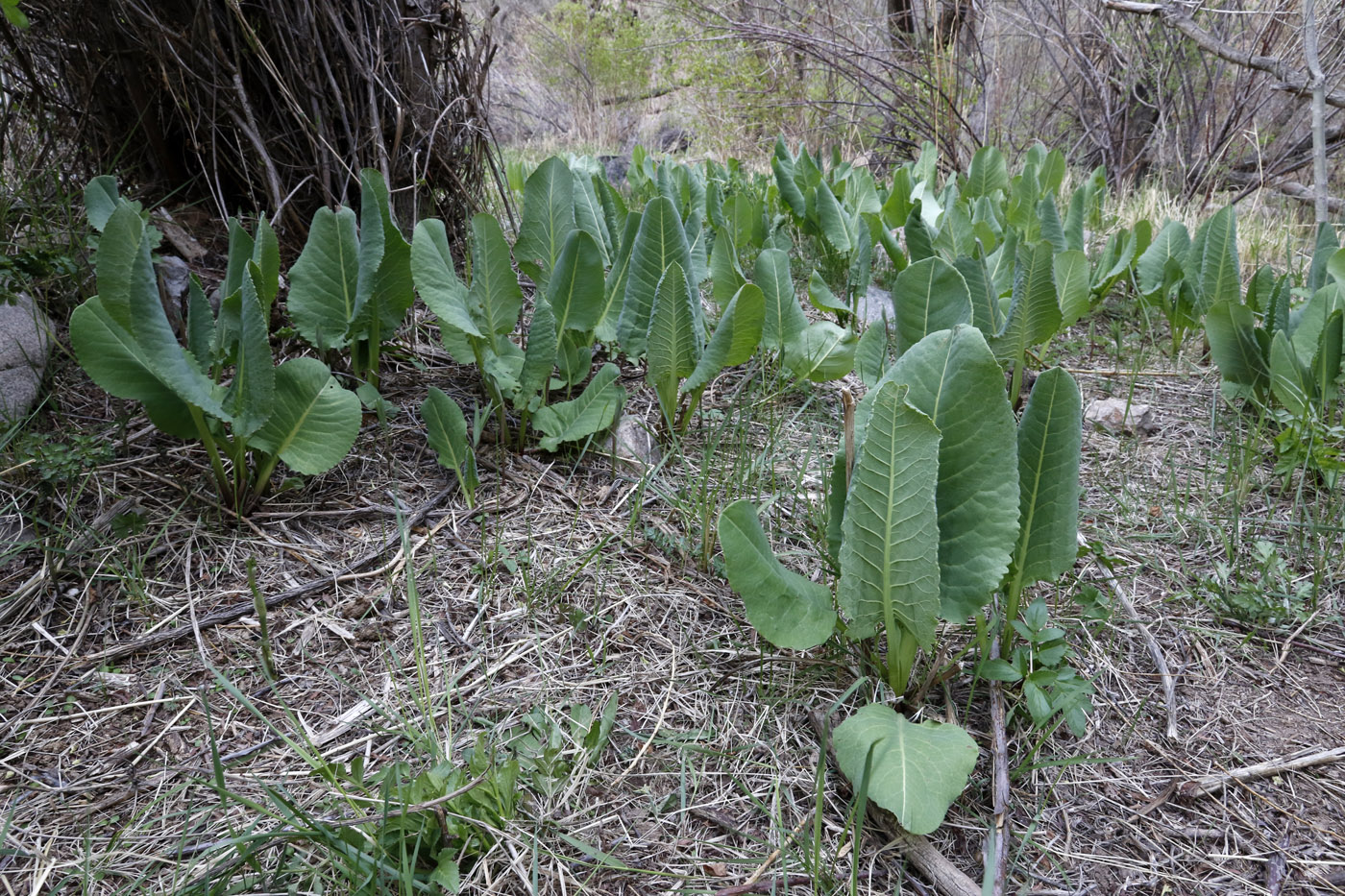 Image of Ligularia heterophylla specimen.