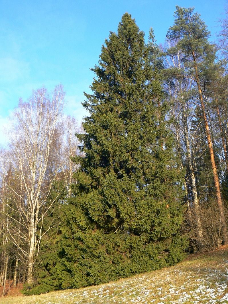 Изображение особи Picea abies.