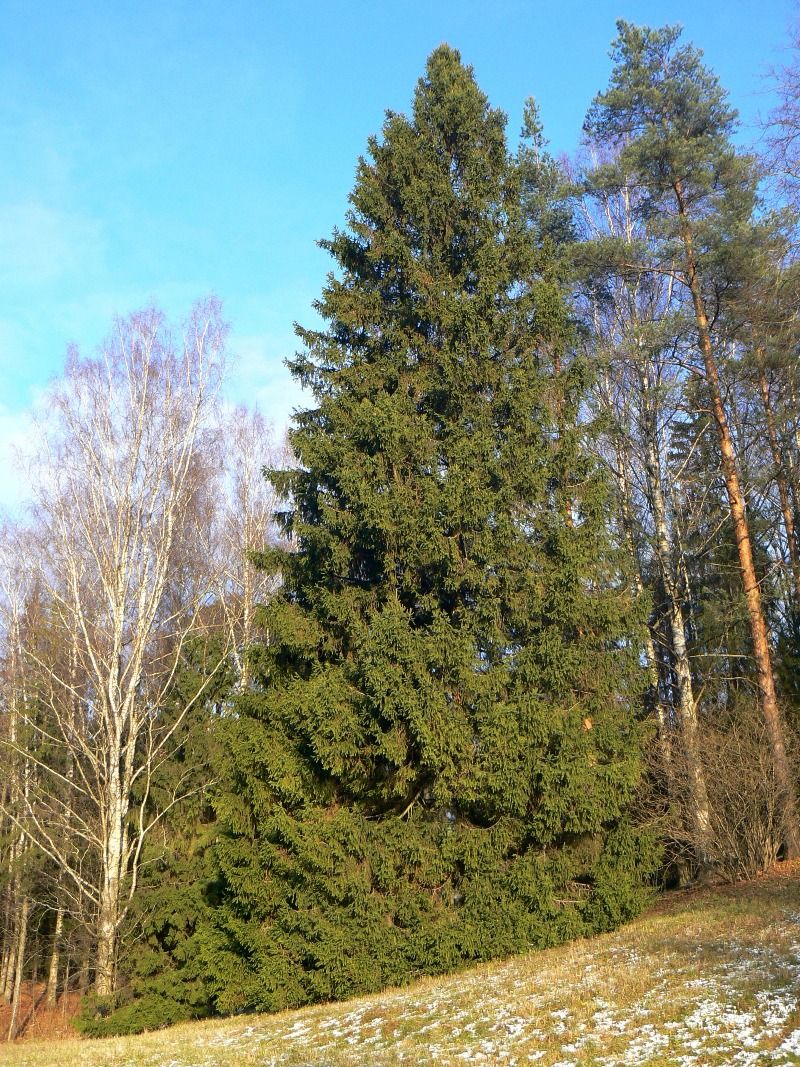 Image of Picea abies specimen.