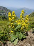 Solidago virgaurea подвид caucasica