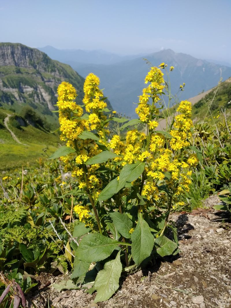 Image of Solidago virgaurea ssp. caucasica specimen.