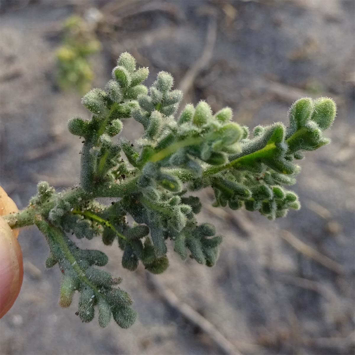 Image of Solanum coquimbense specimen.