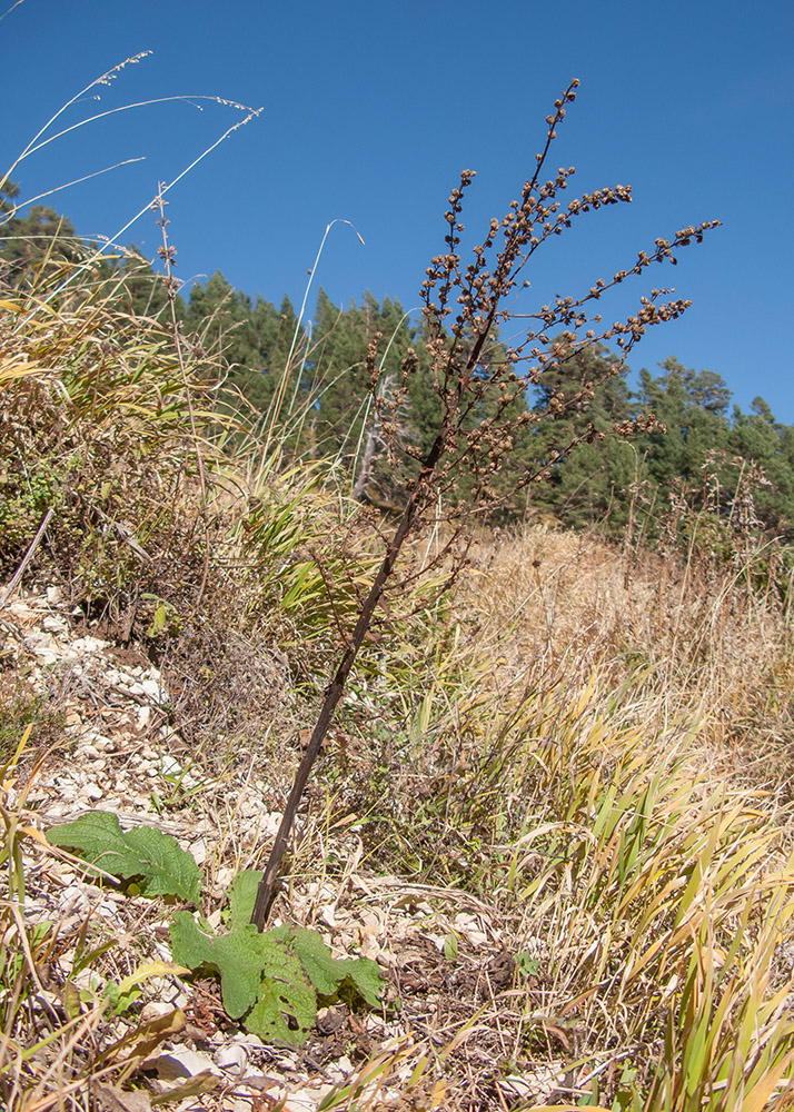 Image of Verbascum pyramidatum specimen.