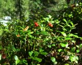 Vaccinium vitis-idaea