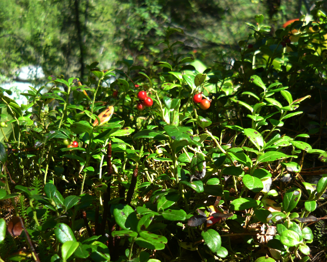 Изображение особи Vaccinium vitis-idaea.