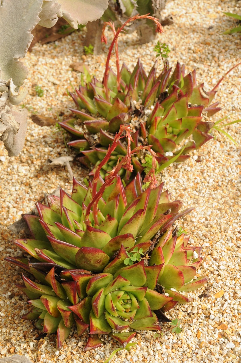 Image of Echeveria agavoides specimen.