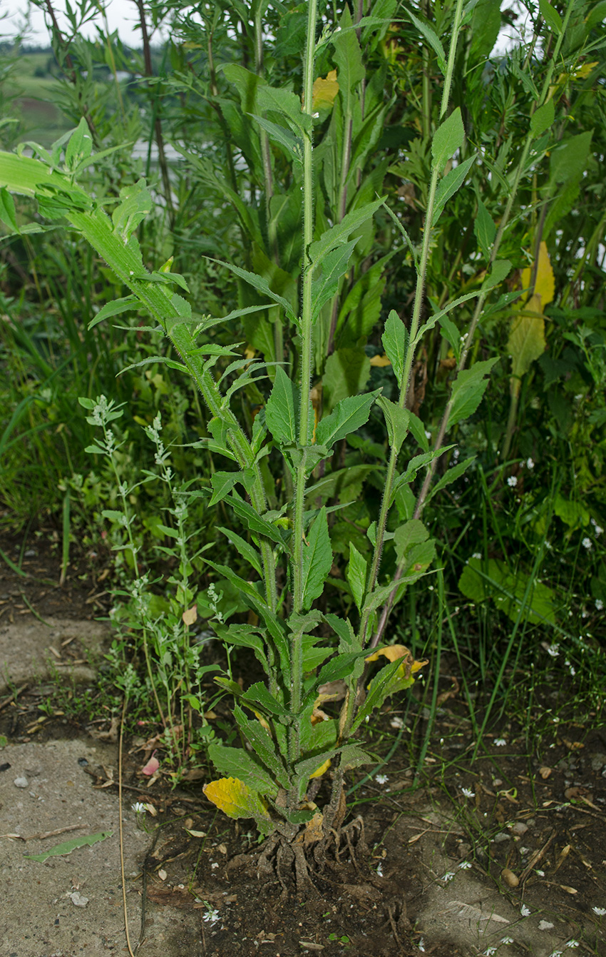 Image of Arabis pendula specimen.