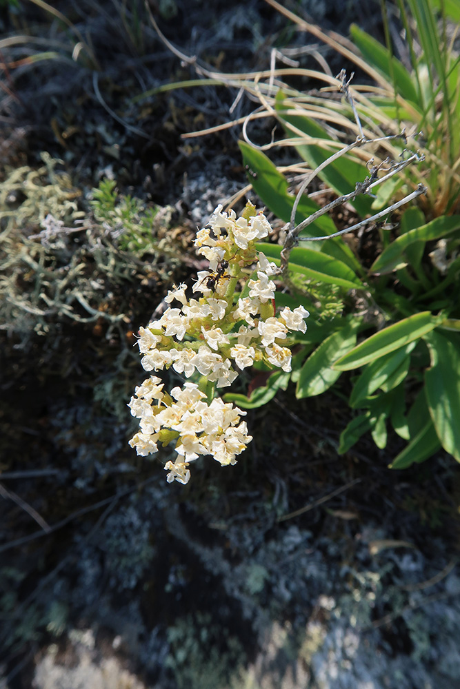 Image of Patrinia sibirica specimen.