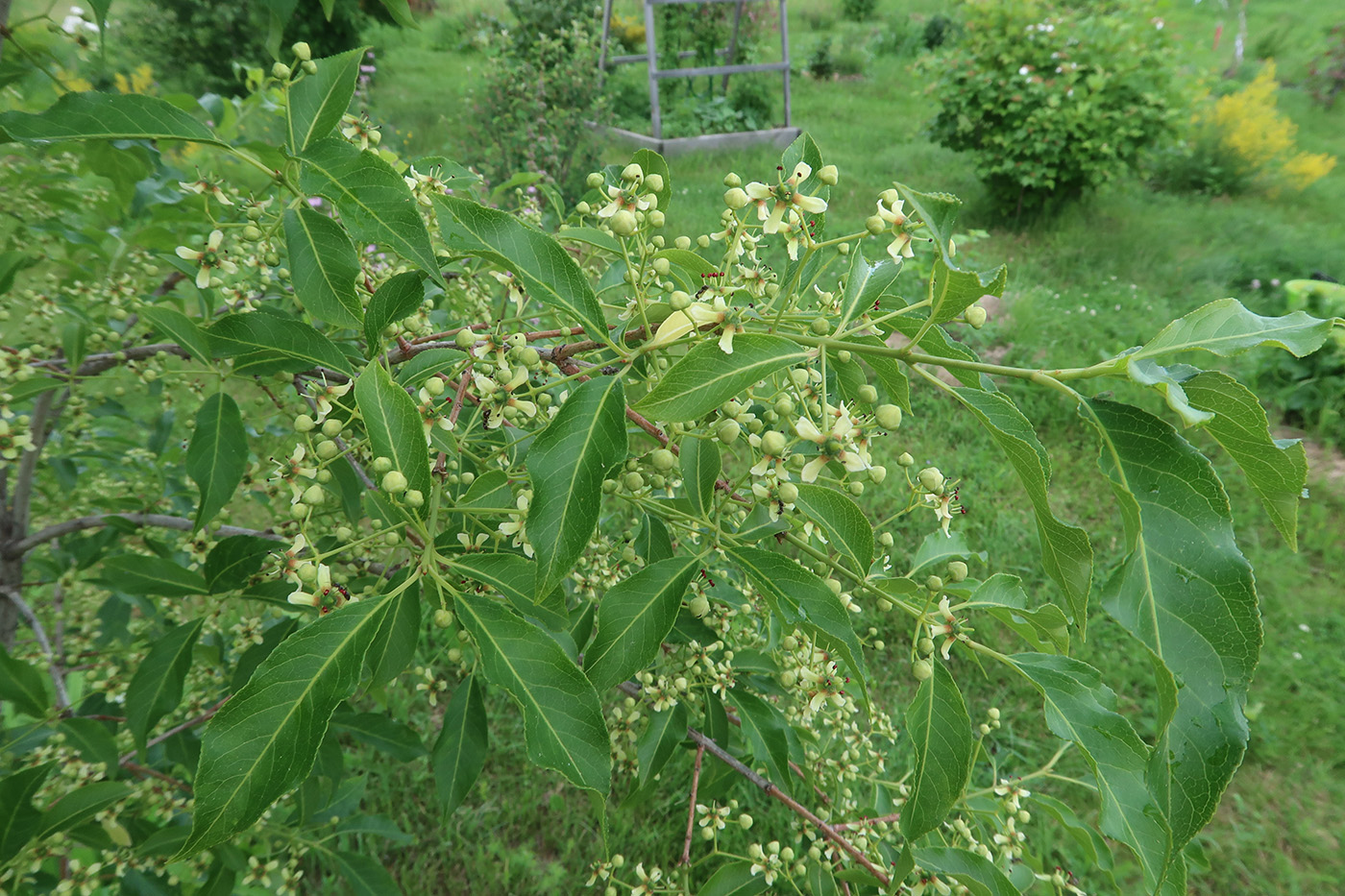 Изображение особи Euonymus maackii.