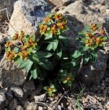 Euphorbia lemesiana
