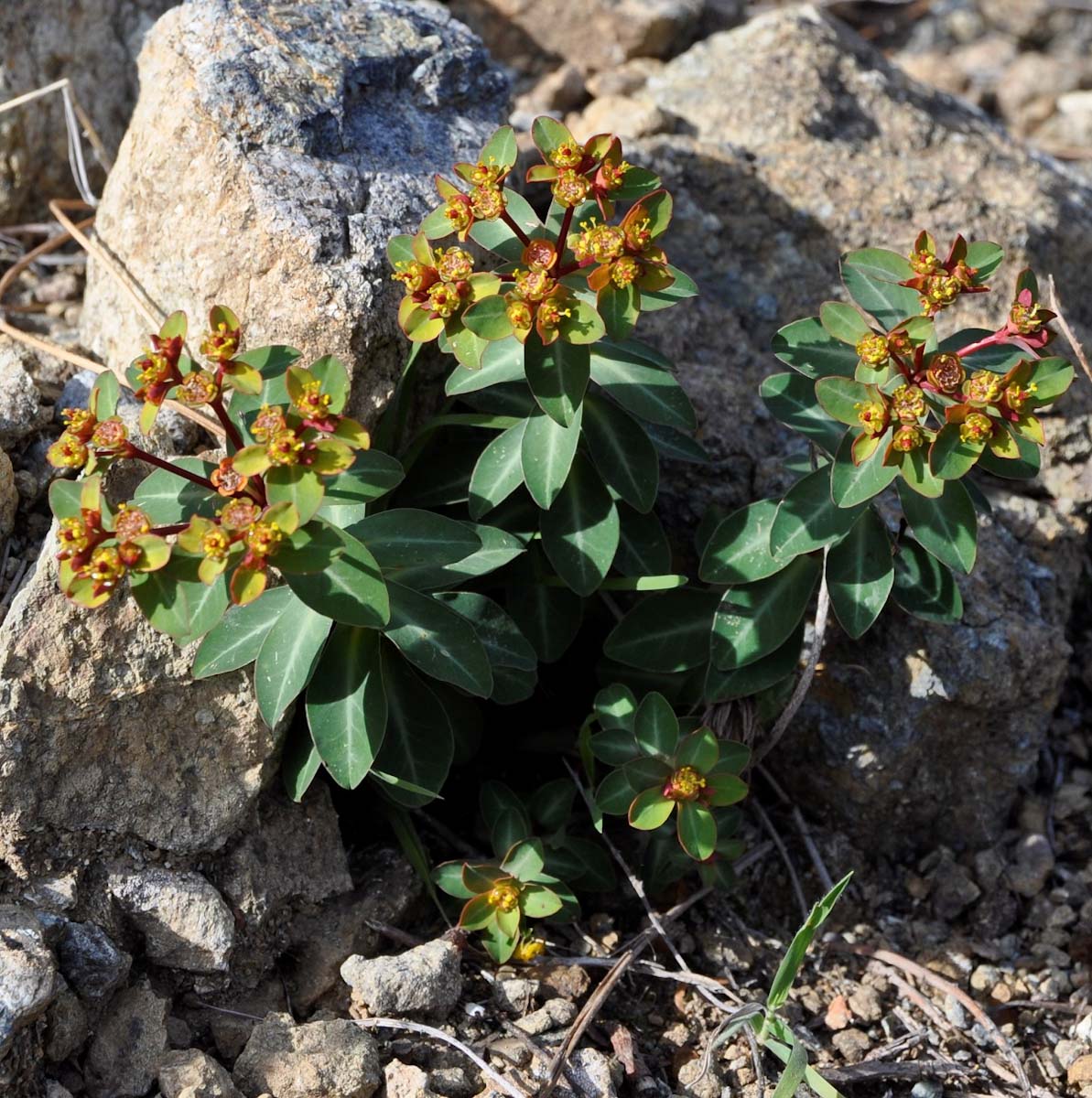 Изображение особи Euphorbia lemesiana.