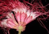 Calliandra variety carbonaria