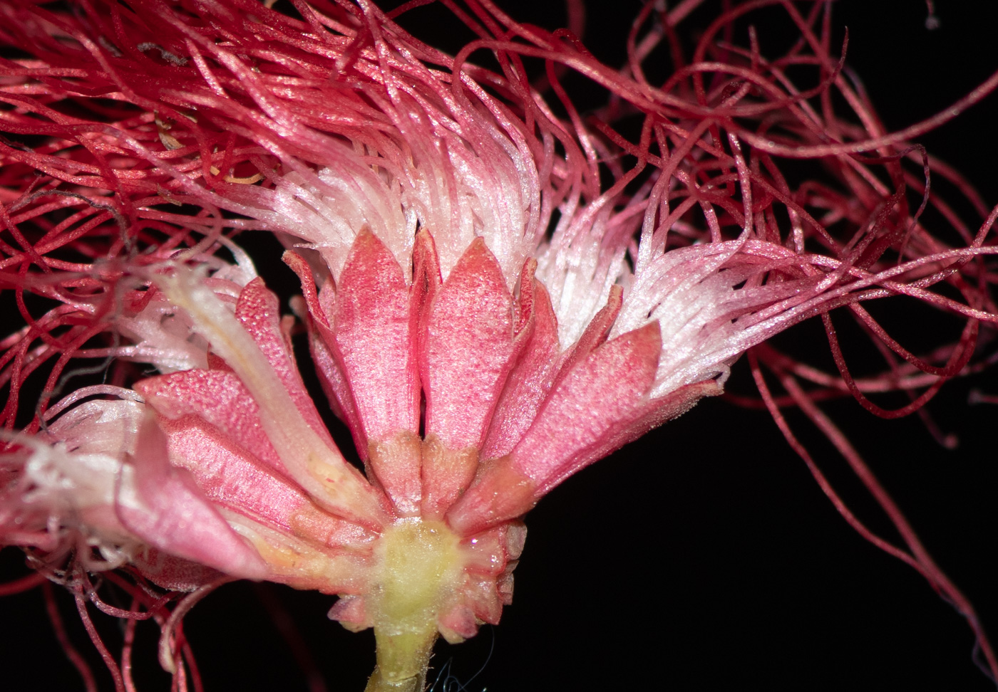 Image of Calliandra trinervia var. carbonaria specimen.