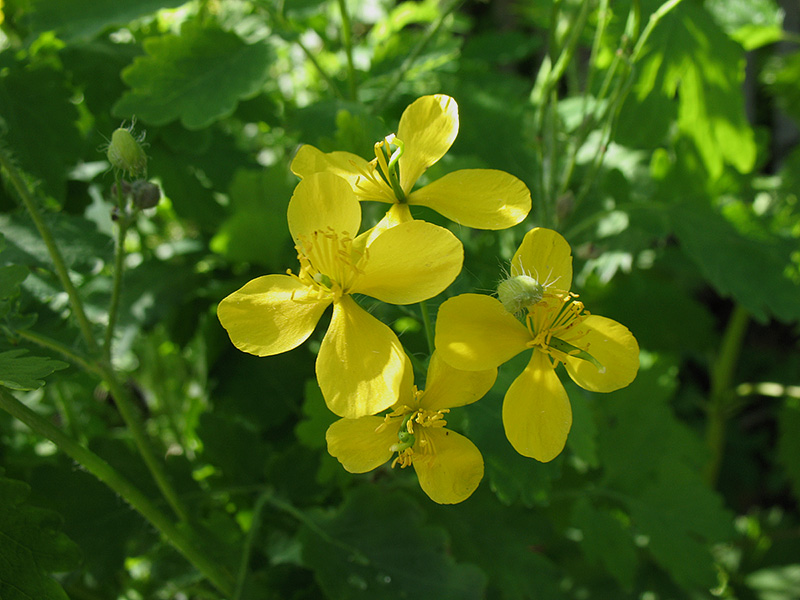 Image of Chelidonium majus specimen.