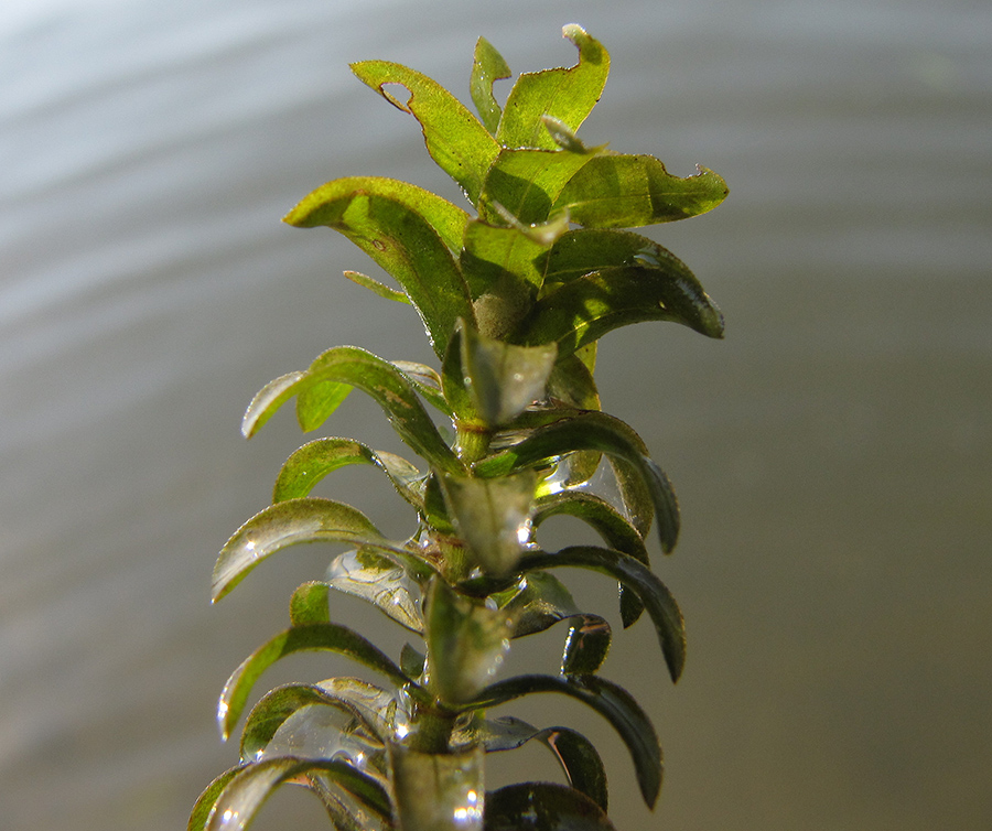 Изображение особи Elodea canadensis.