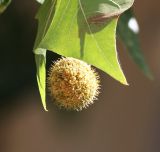 Platanus &times; acerifolia